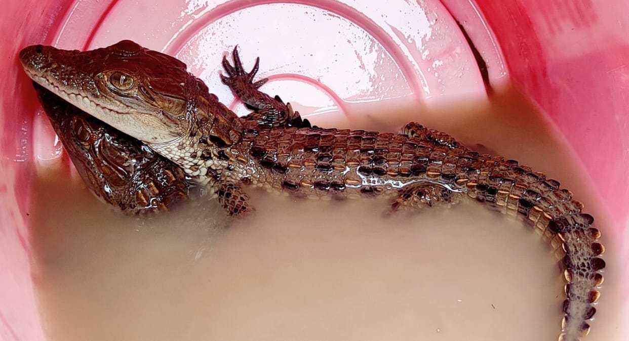 Vidisha: The family of crocodiles started growing in Betwa, laborers caught two children of crocodiles