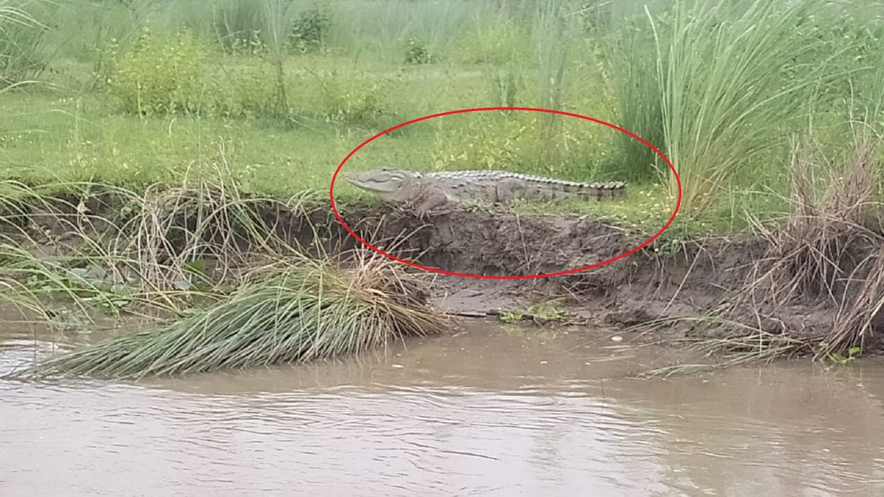 Seeing a crocodile on the banks of the Ganges created panic, panic among the people who came to bathe at Kada