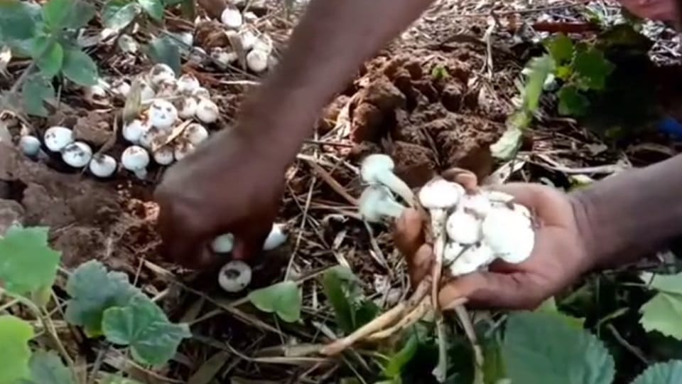 five people of same family fell ill after eating putu vegetables In Bilaspur