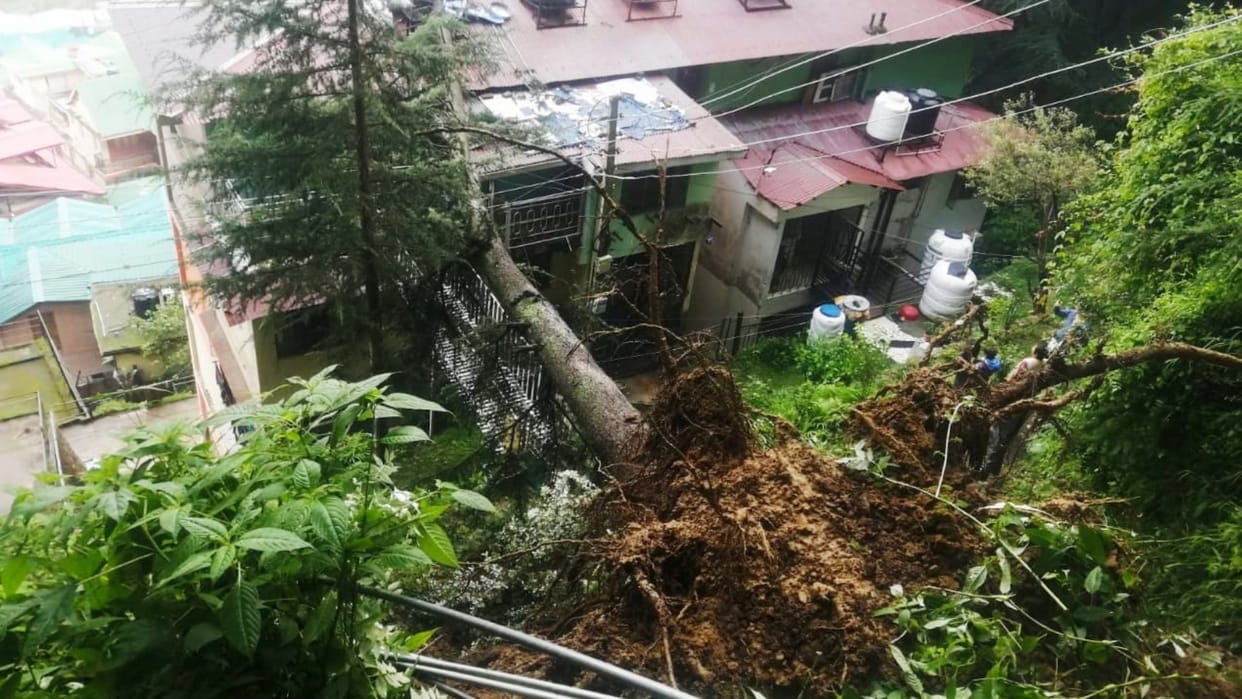 Shimla News: Tree fall on residential building People vacate Houses