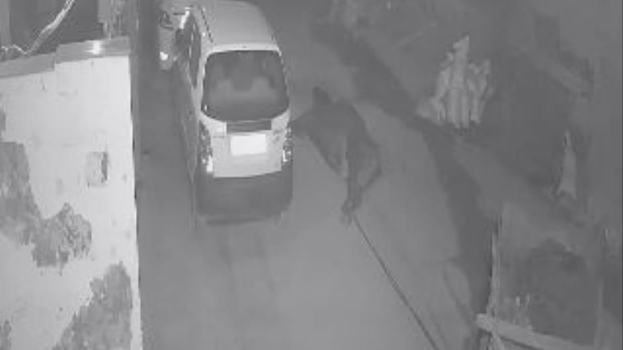 Panipat: Cow was dragged from the buggy by tying its legs, incident captured in CCTV