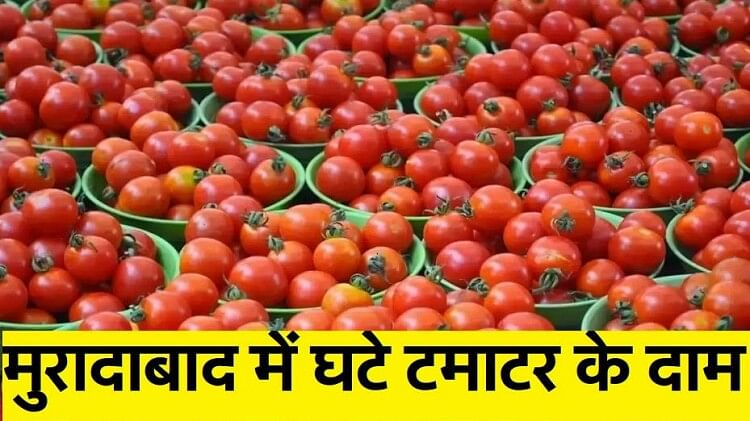 Moradabad Tomato Rate: नासिक से मुरादाबाद पहुंचने लगा टमाटर, बाजारों में 120 से लेकर 140 रुपये तक बिका