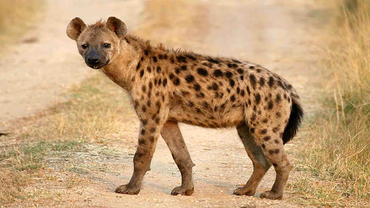 Hyena was beaten to death, Forest Department filed a case, accused underground for fear of arrest