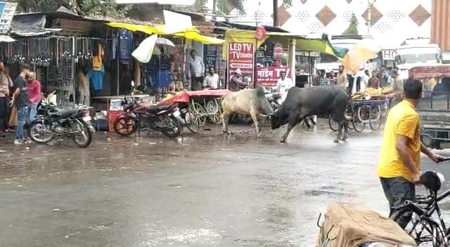 Damoh: Seeing the fight of two bulls, the lives of hundreds of passengers got stuck in the throat