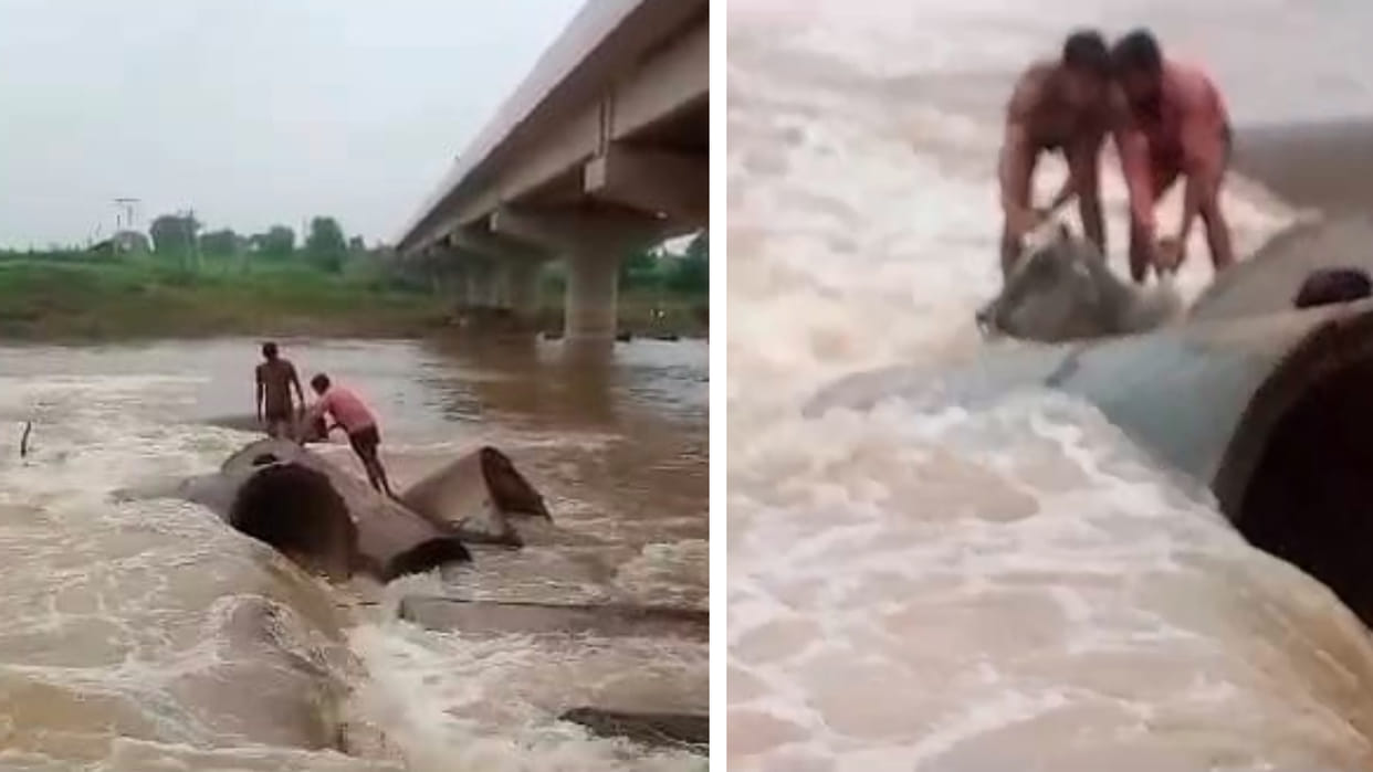 Damoh: Cow stuck in pipe due to strong current of drain, two teachers risked their lives to save cow's life