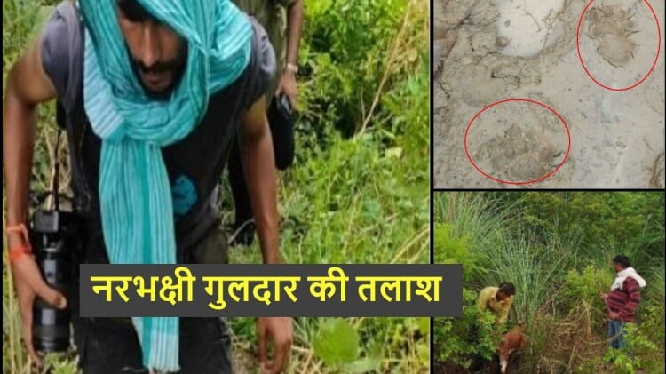 Guldar Running Up: Guldar Is Not Caught By Forest Department And Fear In The Peoples ...