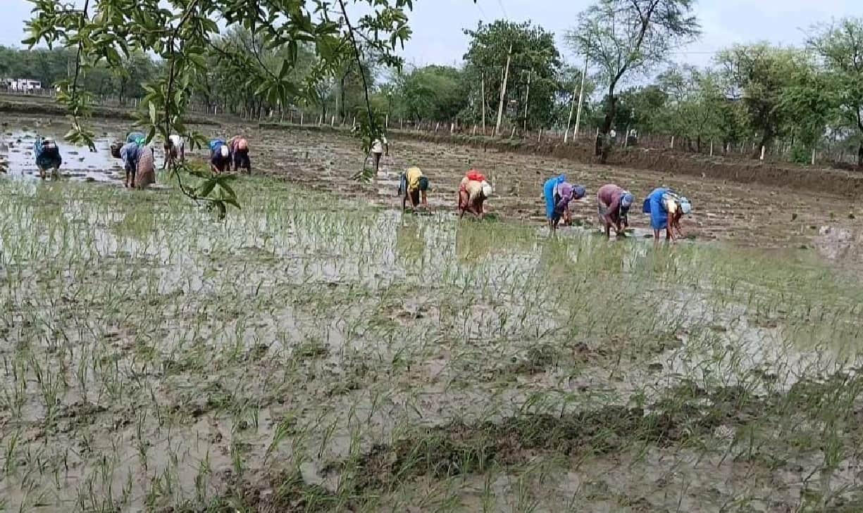 Bemetara received 85 mm more rainfall in this year than last year