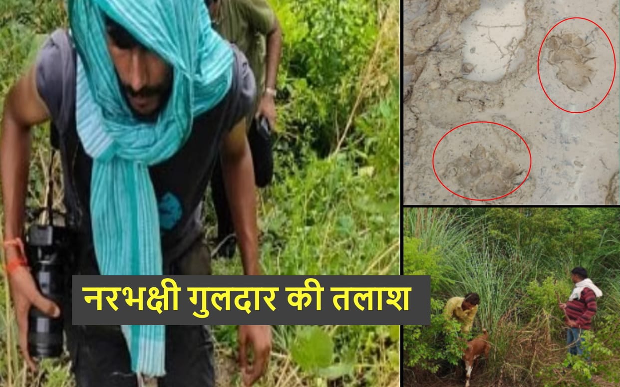 Bijnor: Guldar killed a goat, still not been caught, next 48 hours are tough for villagers