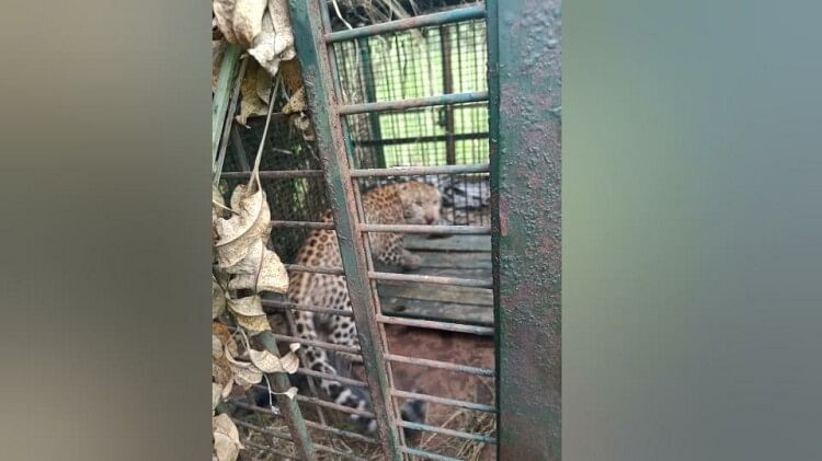 Forest Department got a big success After five months Guldar trapped in cage in Bijnor