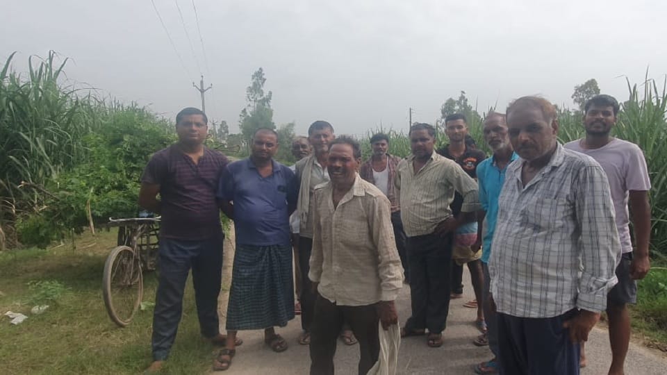 Young man climbed tree to pluck neem leaves in Amroha, leopard sat down