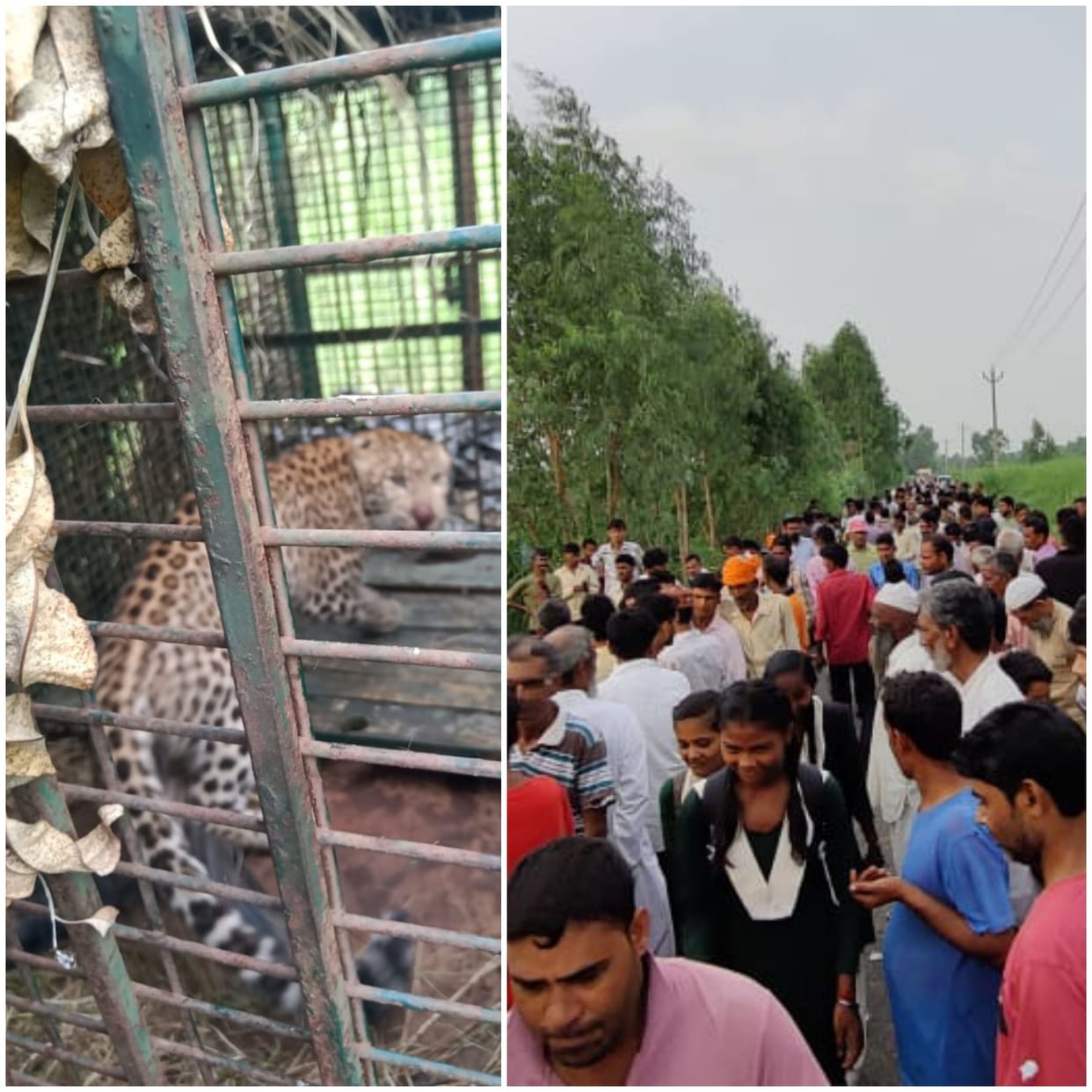 Man eater Guldaar caught in bijnor after many days