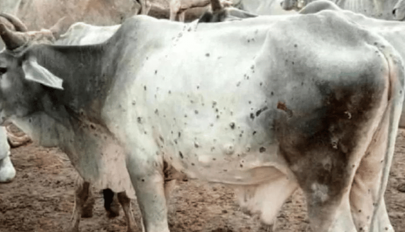 Umaria News: Symptoms of lumpy virus like epidemic, death of many animals; Still haven't found a solid cure