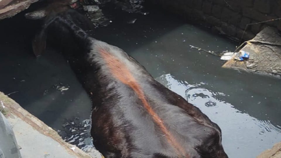 Moradabad: Bull fell into open hole in Budh Bazar, pulled out from JCB after hours of struggle