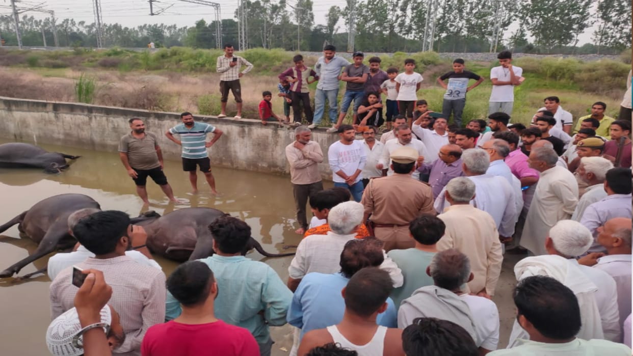 Saharanpur News: Four animals died by drowning in the water of railway underpass