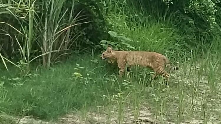 Bihar News: Dangerous animal seen in the field in Motihari; Cheetah, tiger, forest cat, forest department team