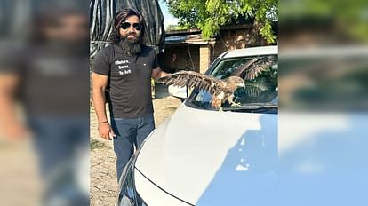 आरिफ का नया दोस्त: सारस जाने के बाद आरिफ की हुई बाज से दोस्ती, सड़क पर घायल हालत में मिला था उन्हें UP's Arif befriends the eagle