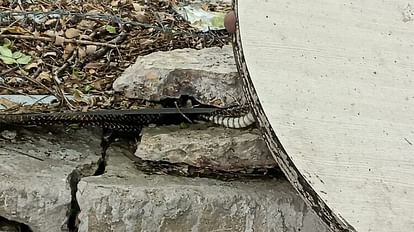 Shocked to see snake glass in underground tank