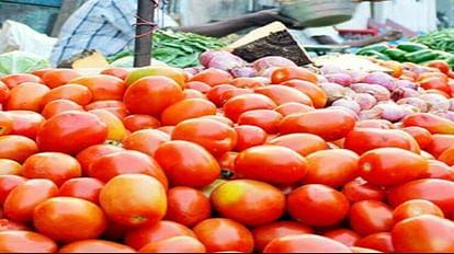 Ujjain: 200 रुपये किलो हुई टमाटर की कीमत, दाम सुनकर ग्राहक हो रहे 'लाल', मंडी में आवक कम होने का असर Ujjain: Price of tomato increased by Rs 200 per kg, effect of decrease in arrivals in the market