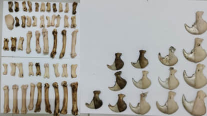 Seoni News: MP Tiger Strike Force raided Seoni, arrested four accused of tiger hunting and organ trafficking