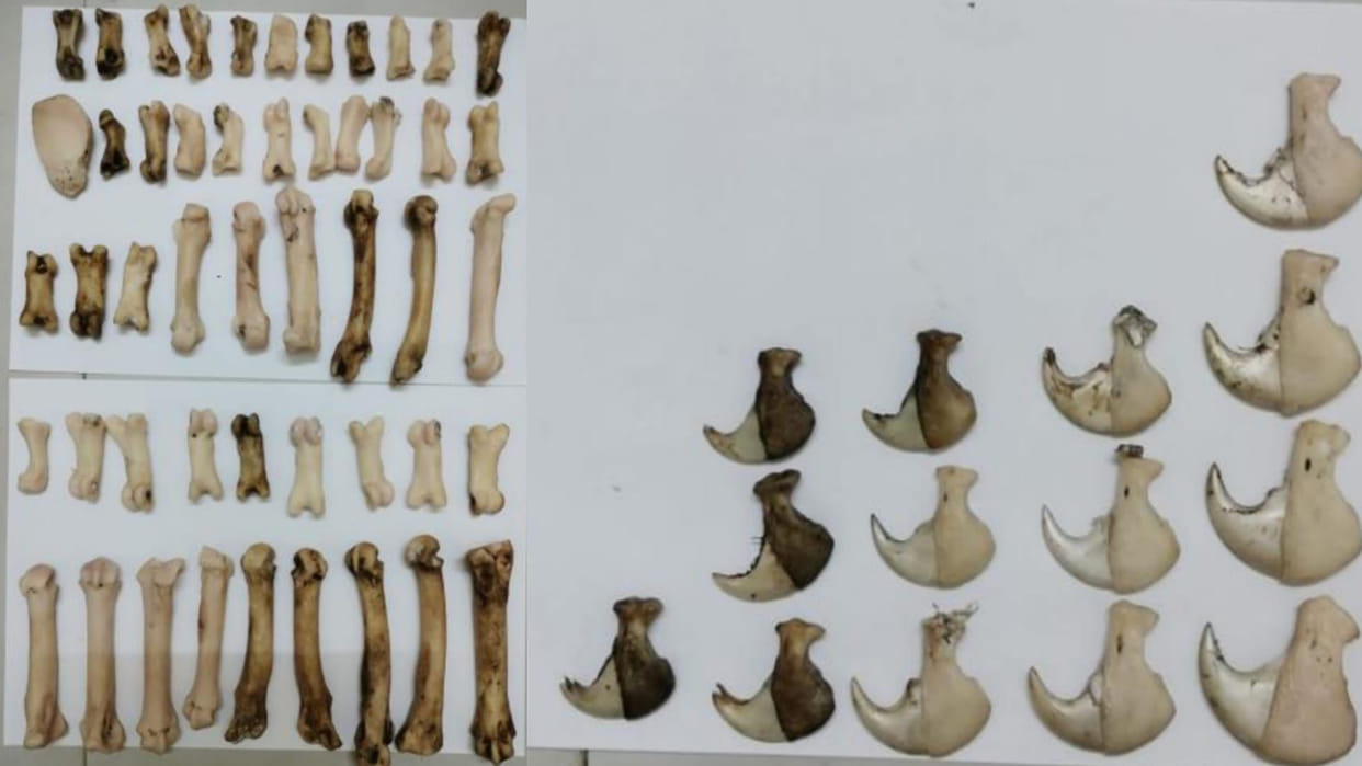 Seoni News: MP Tiger Strike Force raided Seoni, arrested four accused of tiger hunting and organ trafficking
