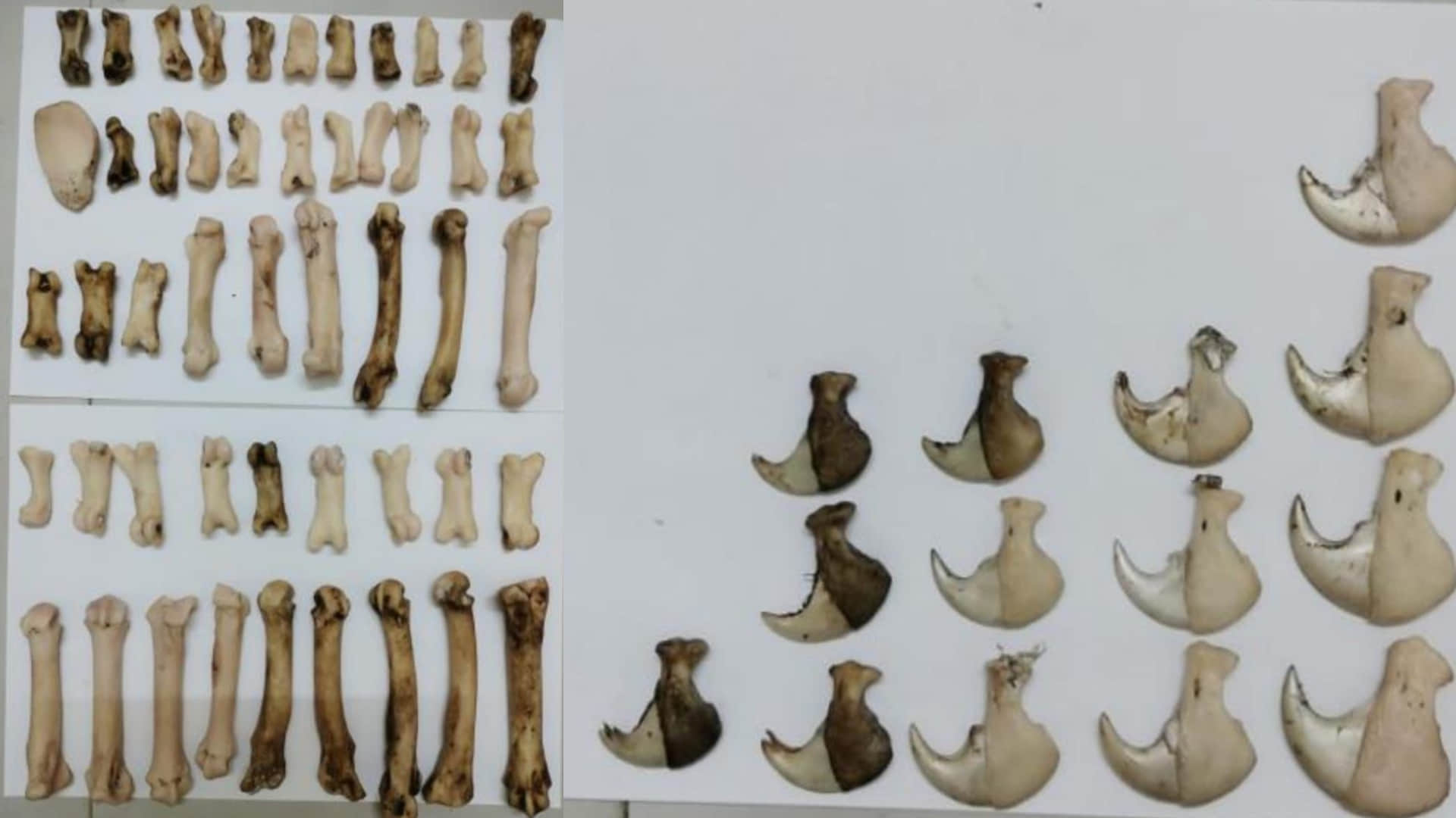 आरोपियों से बरामद किए गए बाघ के अंग