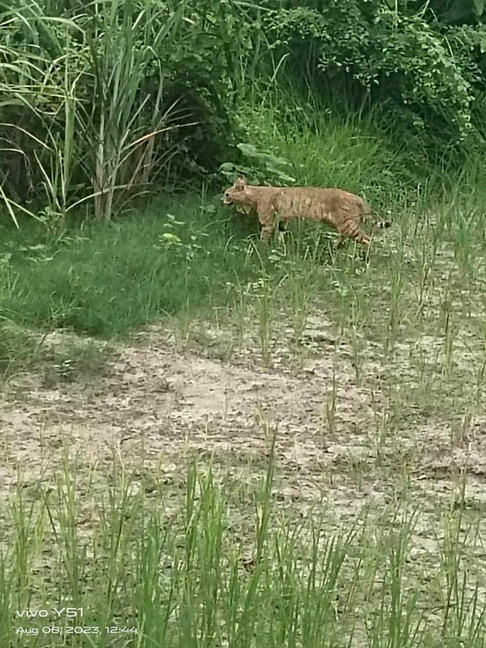 Bihar News: Dangerous animal seen in the field in Motihari; Cheetah, tiger, forest cat, forest department team