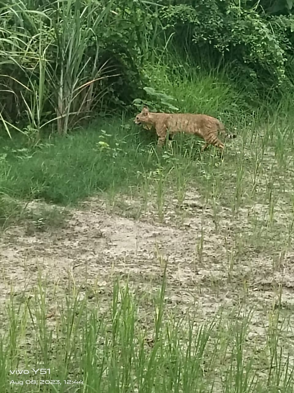 Bihar News: Dangerous animal seen in the field in Motihari; Cheetah, tiger, forest cat, forest department team