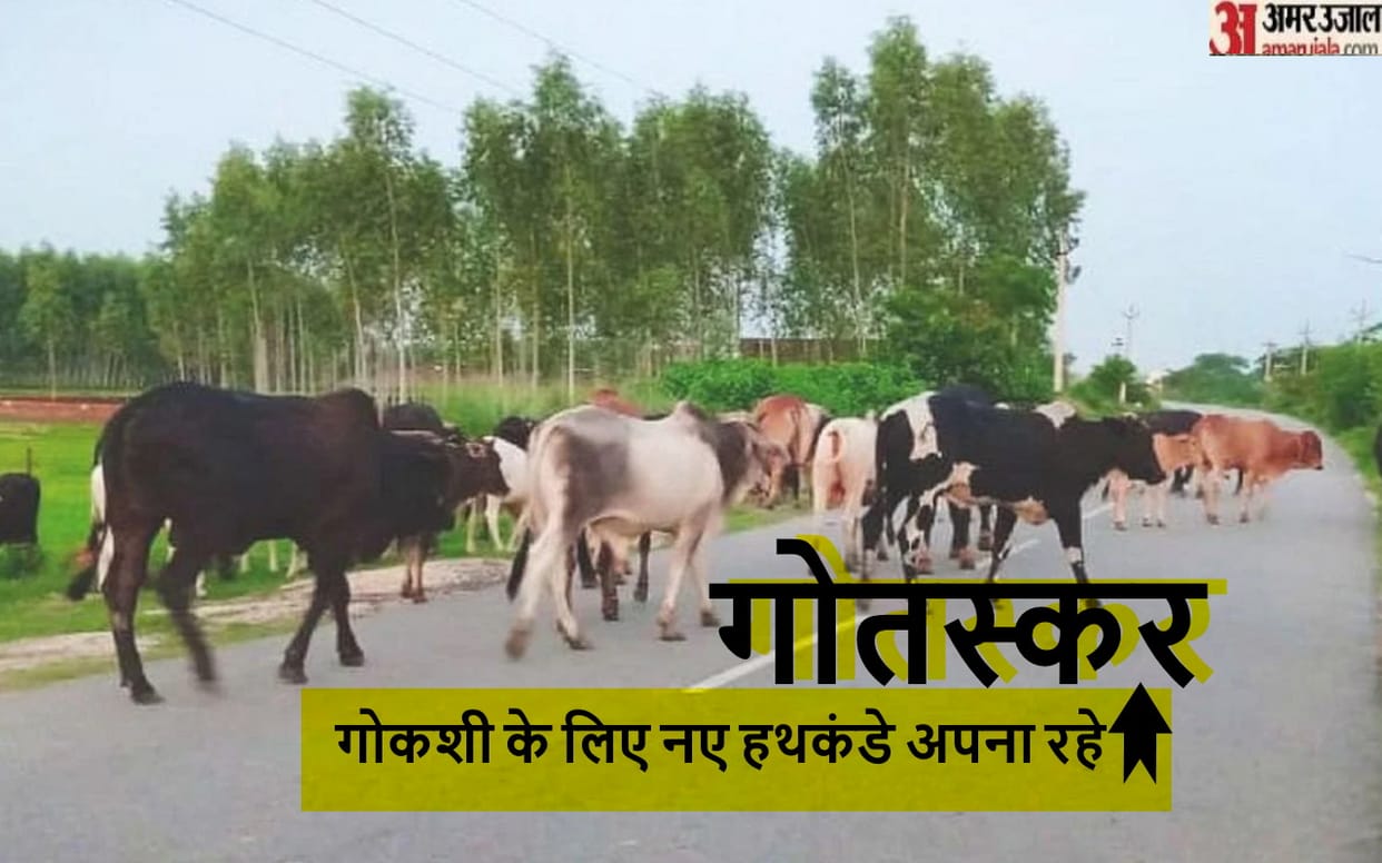 UP: stray cattle used to be slaughter, supply beef to Delhi hotels, Bhagwa gamcha used to save from police