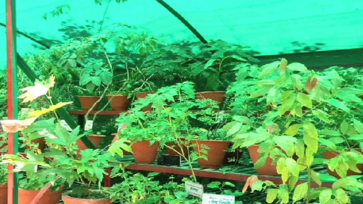 57 medicinal plants in danger in Himachal Pradesh