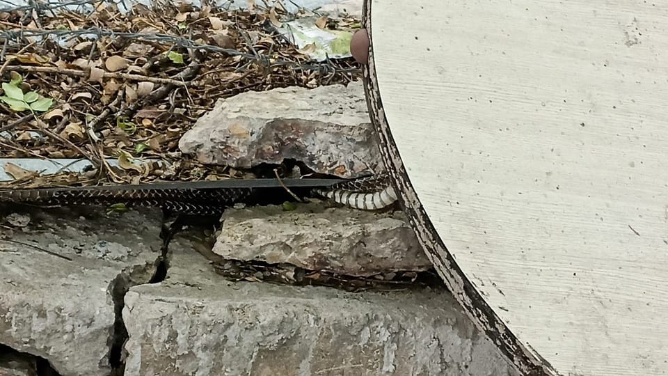 Shocked to see snake glass in underground tank