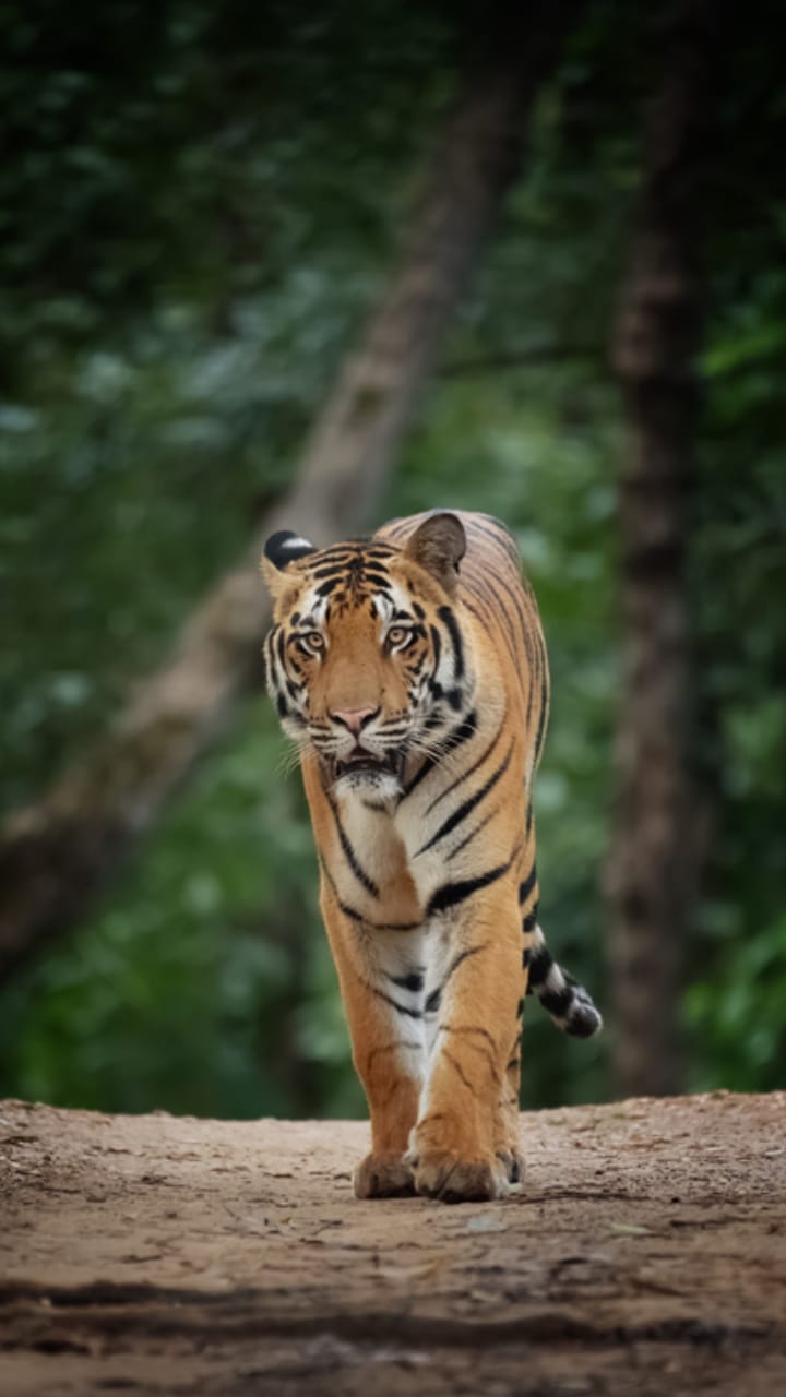 Dead body of tigress found in mutilated condition in Bandhavgarh Tiger Reserve