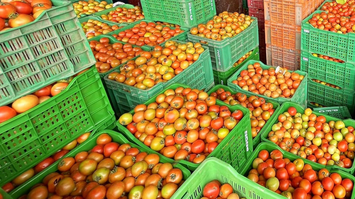 Tomato price start declining in solan sabji mandi himachal pradesh