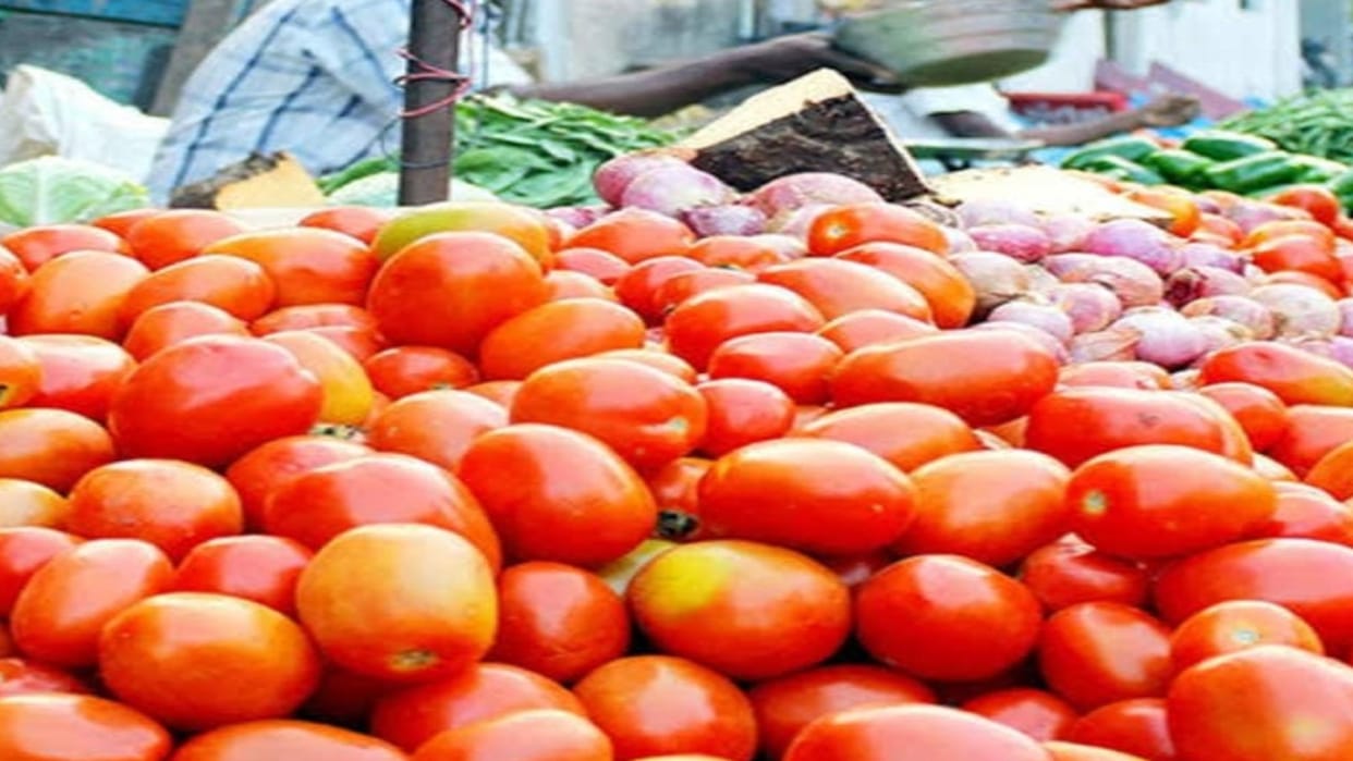 Ujjain: Price of tomato increased by Rs 200 per kg, effect of decrease in arrivals in the market