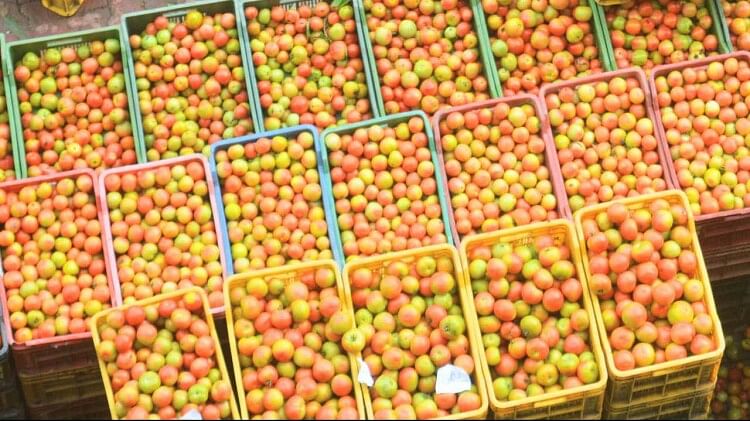 Tomato prices fall again, A grade crate of 25 kg sold for Rs 1,875