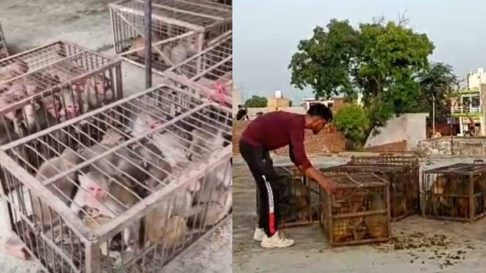 Troubled by increasing number of monkeys in Agra and their mischief villagers catching them