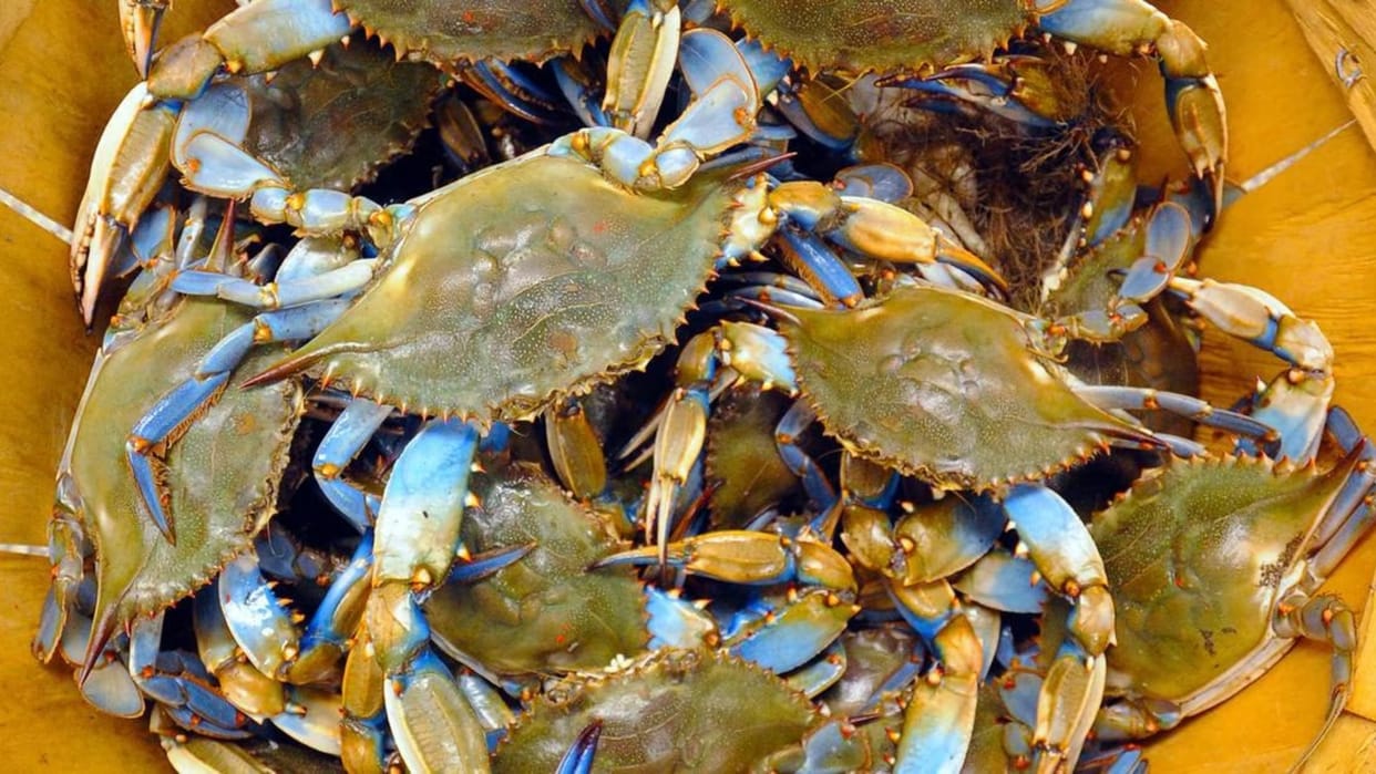 italy declare war against blue crabs set aside twenty six crore fund threat to pasta clams