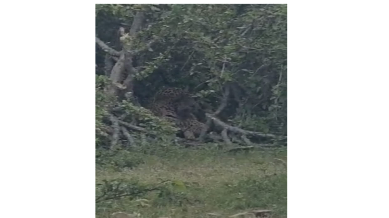 Udaipur News Panther trapped in trap set up to rescue wild animals forest department team present on the spot