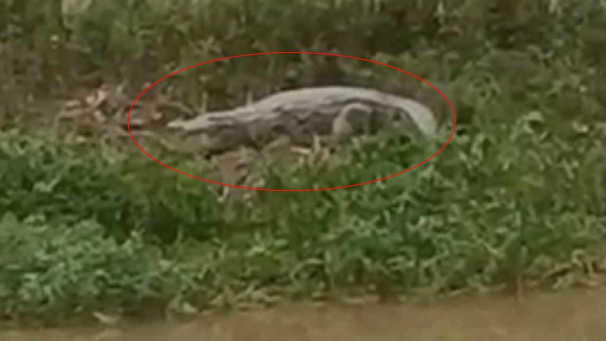 Crocodile seen on the banks of SYL canal in Kurukshetra