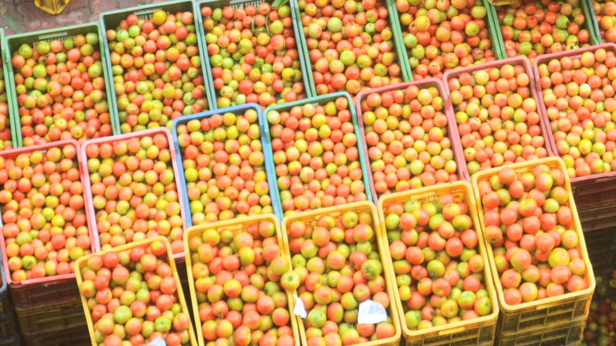 Heavy fall in tomato prices, A grade crate sold for Rs 625