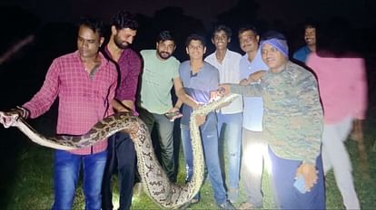 MP: उज्जैन में 11 फीट के अजगर को वन विभाग ने आक्रोशित ग्रामीणों से बचाया, दमोह में मैरिज गार्डन में पायथन मिला Ujjain: 11-feet python was sitting after swallowing a goat's kid, forest department saved it from angry villag