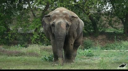 World Elephant Day 2023 Agra Elephant Conservation And Care Center