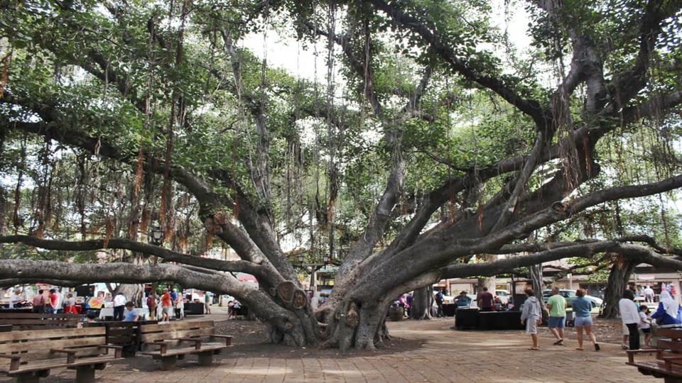 Historic Banyan tree imported from India struggles for survival as wildfires destroys Hawaiian town