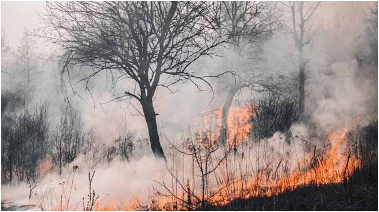 US News Death Toll in Hawaii Widfire Increased to 53 Full News in Hindi