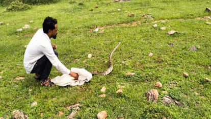 Ujjain: 11-feet python was sitting after swallowing a goat's kid, forest department saved it from angry villag