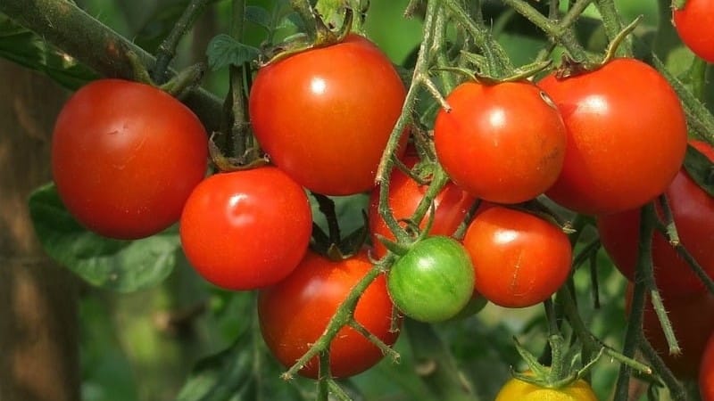 Tomato Price in Indore Today: Tomato Rates Down in MP's Indore News in Hindi