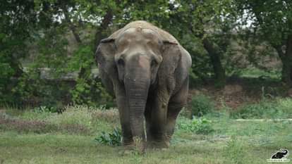 World Elephant Day 2023