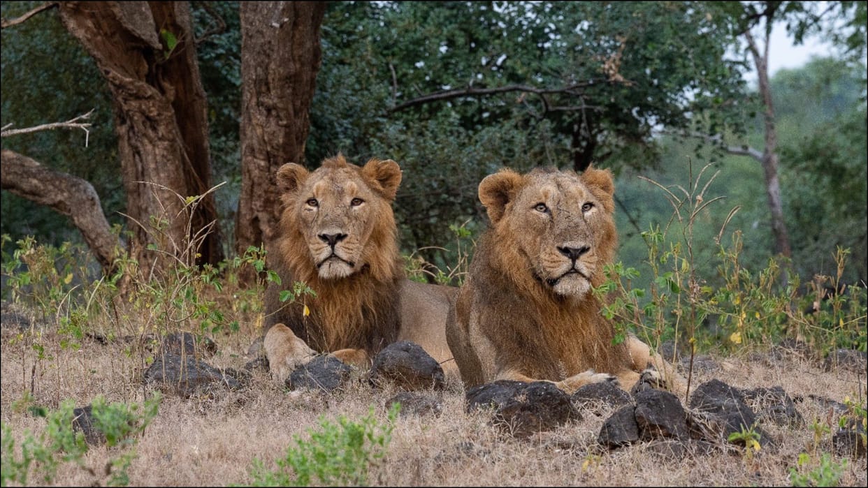 PM Modi lauds all those working towards protecting the habitat of lions on World Lion Day 2023