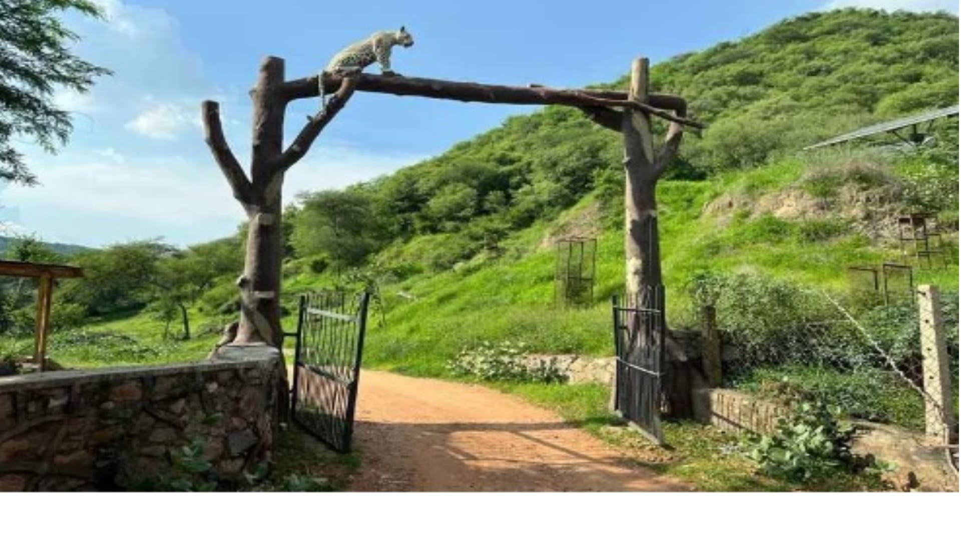 Jaipur Leopards can be seen in Nahargarh the first city in the world to have three leopard safaris