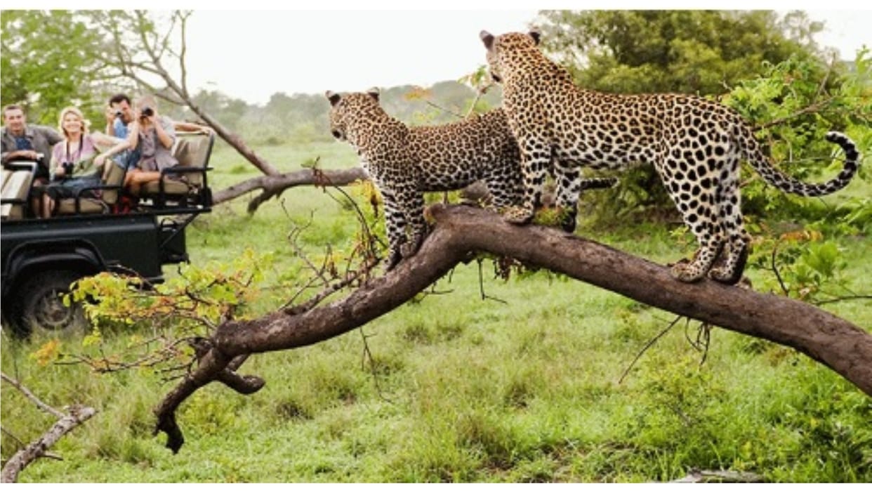Jaipur Leopards can be seen in Nahargarh the first city in the world to have three leopard safaris