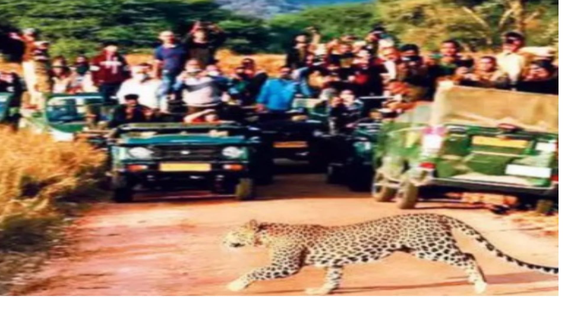 Jaipur Leopards can be seen in Nahargarh the first city in the world to have three leopard safaris